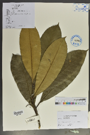  ( - Ge02125)  @11 [ ] CreativeCommons  Attribution Non-Commercial Share-Alike  Unspecified Herbarium of South China Botanical Garden