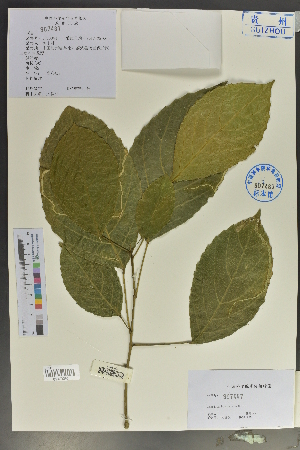  ( - Ge02128)  @11 [ ] CreativeCommons  Attribution Non-Commercial Share-Alike  Unspecified Herbarium of South China Botanical Garden