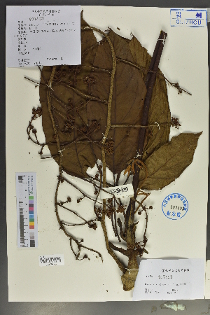  (Brassaiopsis glomerulata - Ge02136)  @11 [ ] CreativeCommons  Attribution Non-Commercial Share-Alike  Unspecified Herbarium of South China Botanical Garden