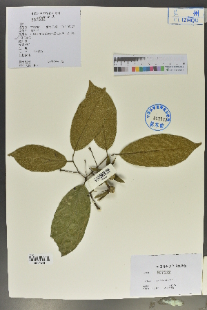  (Diospyros longshengensis - Ge02140)  @11 [ ] CreativeCommons  Attribution Non-Commercial Share-Alike  Unspecified Herbarium of South China Botanical Garden