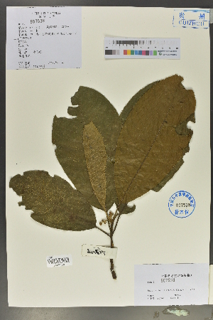 (Saurauia thyrsiflora - Ge02142)  @11 [ ] CreativeCommons  Attribution Non-Commercial Share-Alike  Unspecified Herbarium of South China Botanical Garden