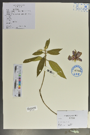  (Melastoma malabathricum - Ge02145)  @11 [ ] CreativeCommons  Attribution Non-Commercial Share-Alike  Unspecified Herbarium of South China Botanical Garden