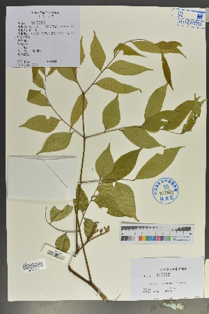  (Archidendron lucidum - Ge02146)  @11 [ ] CreativeCommons  Attribution Non-Commercial Share-Alike  Unspecified Herbarium of South China Botanical Garden