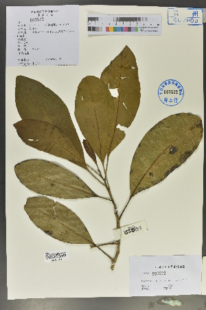  (Magnolia kwangsiensis - Ge02148)  @11 [ ] CreativeCommons  Attribution Non-Commercial Share-Alike  Unspecified Herbarium of South China Botanical Garden