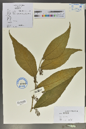  (Maesa - Ge02152)  @11 [ ] CreativeCommons  Attribution Non-Commercial Share-Alike  Unspecified Herbarium of South China Botanical Garden