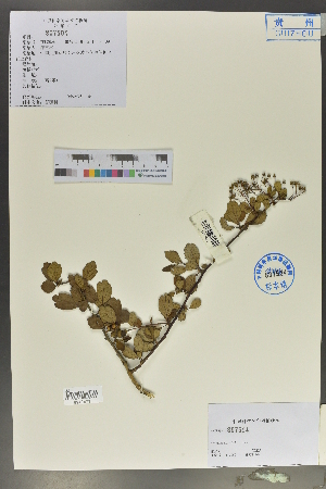  (Spiraea martini - Ge02157)  @11 [ ] CreativeCommons  Attribution Non-Commercial Share-Alike  Unspecified Herbarium of South China Botanical Garden