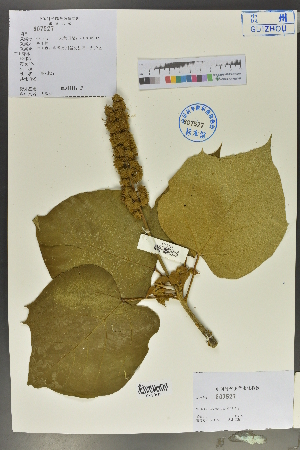  (Mallotus oreophilus - Ge02161)  @11 [ ] CreativeCommons  Attribution Non-Commercial Share-Alike  Unspecified Herbarium of South China Botanical Garden