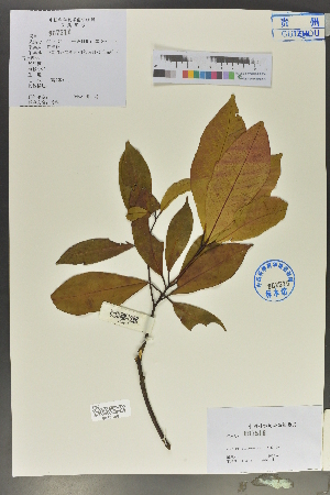  ( - Ge02162)  @11 [ ] CreativeCommons  Attribution Non-Commercial Share-Alike  Unspecified Herbarium of South China Botanical Garden