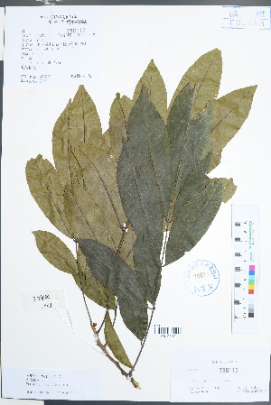  (Ormosia pinnata - Ge02207)  @11 [ ] CreativeCommons  Attribution Non-Commercial Share-Alike  Unspecified Herbarium of South China Botanical Garden