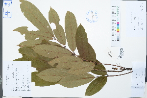  (Millettia pachycarpa - Ge02218)  @11 [ ] CreativeCommons  Attribution Non-Commercial Share-Alike  Unspecified Herbarium of South China Botanical Garden