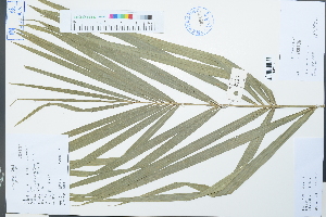  (Calamus thysanolepis - Ge02221)  @11 [ ] CreativeCommons  Attribution Non-Commercial Share-Alike  Unspecified Herbarium of South China Botanical Garden