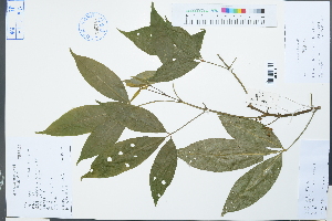  (Melicope pteleifolia - Ge02226)  @11 [ ] CreativeCommons  Attribution Non-Commercial Share-Alike  Unspecified Herbarium of South China Botanical Garden