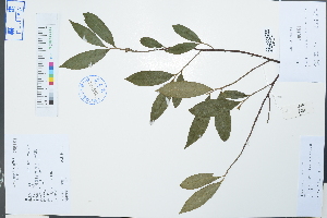  ( - Ge02233)  @11 [ ] CreativeCommons  Attribution Non-Commercial Share-Alike  Unspecified Herbarium of South China Botanical Garden