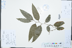  (Smilax - Ge02235)  @11 [ ] CreativeCommons  Attribution Non-Commercial Share-Alike  Unspecified Herbarium of South China Botanical Garden