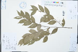  ( - Ge02241)  @11 [ ] CreativeCommons  Attribution Non-Commercial Share-Alike  Unspecified Herbarium of South China Botanical Garden