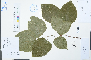  ( - Ge02243)  @11 [ ] CreativeCommons  Attribution Non-Commercial Share-Alike  Unspecified Herbarium of South China Botanical Garden