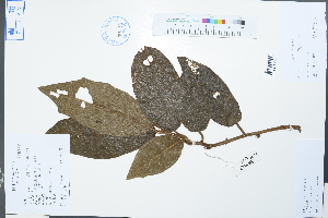  (Vernonia gratiosa - Ge02245)  @11 [ ] CreativeCommons  Attribution Non-Commercial Share-Alike  Unspecified Herbarium of South China Botanical Garden
