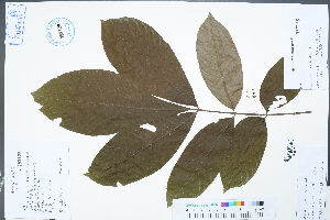  (Carya sinensis - Ge02253)  @11 [ ] CreativeCommons  Attribution Non-Commercial Share-Alike  Unspecified Herbarium of South China Botanical Garden