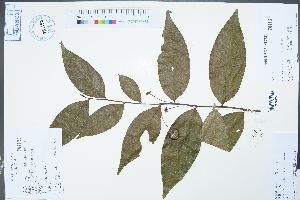  (Sauropus reticulatus - Ge02256)  @11 [ ] CreativeCommons  Attribution Non-Commercial Share-Alike  Unspecified Herbarium of South China Botanical Garden