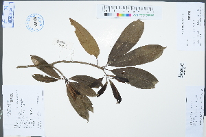  ( - Ge02257)  @11 [ ] CreativeCommons  Attribution Non-Commercial Share-Alike  Unspecified Herbarium of South China Botanical Garden