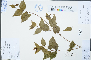  ( - Ge02258)  @11 [ ] CreativeCommons  Attribution Non-Commercial Share-Alike  Unspecified Herbarium of South China Botanical Garden