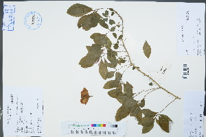  (Reinwardtia - Ge02260)  @11 [ ] CreativeCommons  Attribution Non-Commercial Share-Alike  Unspecified Herbarium of South China Botanical Garden