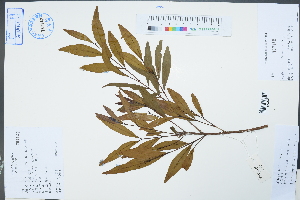  (Syzygium fluviatile - Ge02266)  @11 [ ] CreativeCommons  Attribution Non-Commercial Share-Alike  Unspecified Herbarium of South China Botanical Garden