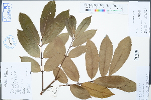  (Ormosia fordiana - Ge02267)  @11 [ ] CreativeCommons  Attribution Non-Commercial Share-Alike  Unspecified Herbarium of South China Botanical Garden