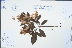  ( - Ge02270)  @11 [ ] CreativeCommons  Attribution Non-Commercial Share-Alike  Unspecified Herbarium of South China Botanical Garden