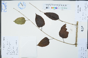  (Holmskioldia - Ge02281)  @11 [ ] CreativeCommons  Attribution Non-Commercial Share-Alike  Unspecified Herbarium of South China Botanical Garden
