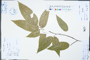  (Fagus lucida - Ge02283)  @11 [ ] CreativeCommons  Attribution Non-Commercial Share-Alike  Unspecified Herbarium of South China Botanical Garden