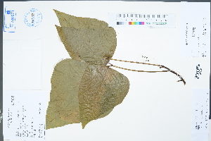  (Erythrina variegata - Ge02284)  @11 [ ] CreativeCommons  Attribution Non-Commercial Share-Alike  Unspecified Herbarium of South China Botanical Garden