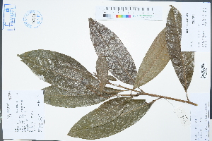 (Magnolia championii - Ge02285)  @11 [ ] CreativeCommons  Attribution Non-Commercial Share-Alike  Unspecified Herbarium of South China Botanical Garden