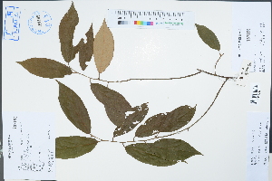  (Pterospermum heterophyllum - Ge02288)  @11 [ ] CreativeCommons  Attribution Non-Commercial Share-Alike  Unspecified Herbarium of South China Botanical Garden