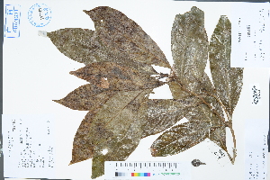  (Magnolia coco - Ge02289)  @11 [ ] CreativeCommons  Attribution Non-Commercial Share-Alike  Unspecified Herbarium of South China Botanical Garden