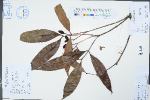  (Kopsia - Ge02297)  @11 [ ] CreativeCommons  Attribution Non-Commercial Share-Alike  Unspecified Herbarium of South China Botanical Garden