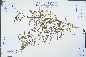  (Taxodium ascendens - Ge02303)  @11 [ ] CreativeCommons  Attribution Non-Commercial Share-Alike  Unspecified Herbarium of South China Botanical Garden