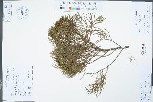  (Juniperus - Ge02306)  @11 [ ] CreativeCommons  Attribution Non-Commercial Share-Alike  Unspecified Herbarium of South China Botanical Garden