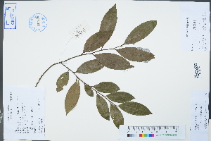  (Diospyros xiangguiensis - Ge02307)  @11 [ ] CreativeCommons  Attribution Non-Commercial Share-Alike  Unspecified Herbarium of South China Botanical Garden