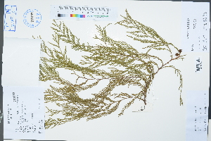  (Cupressus funebris - Ge02312)  @11 [ ] CreativeCommons  Attribution Non-Commercial Share-Alike  Unspecified Herbarium of South China Botanical Garden