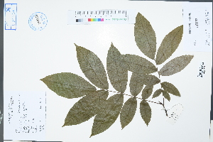 ( - Ge02317)  @11 [ ] CreativeCommons  Attribution Non-Commercial Share-Alike  Unspecified Herbarium of South China Botanical Garden