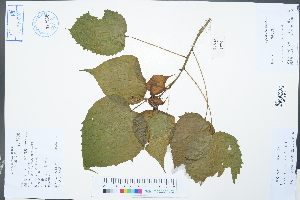  (Croton euryphyllus - Ge02319)  @11 [ ] CreativeCommons  Attribution Non-Commercial Share-Alike  Unspecified Herbarium of South China Botanical Garden