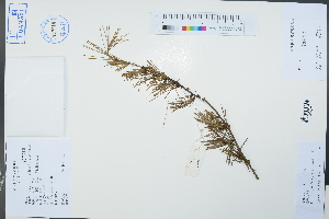  ( - Ge04502)  @11 [ ] CreativeCommons  Attribution Non-Commercial Share-Alike  Unspecified Herbarium of South China Botanical Garden