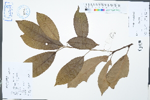  (Lithocarpus fordianus - Ge02333)  @11 [ ] CreativeCommons  Attribution Non-Commercial Share-Alike  Unspecified Herbarium of South China Botanical Garden