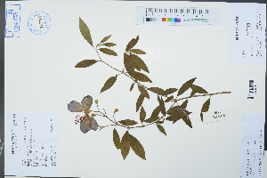  (Tibouchina semidecandra - Ge02341)  @11 [ ] CreativeCommons  Attribution Non-Commercial Share-Alike  Unspecified Herbarium of South China Botanical Garden