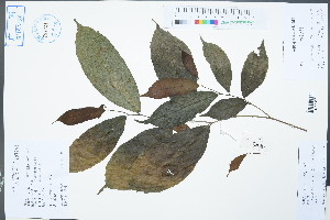  ( - Ge02355)  @11 [ ] CreativeCommons  Attribution Non-Commercial Share-Alike  Unspecified Herbarium of South China Botanical Garden