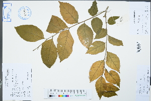  (Clausena lansium - Ge02367)  @11 [ ] CreativeCommons  Attribution Non-Commercial Share-Alike  Unspecified Herbarium of South China Botanical Garden