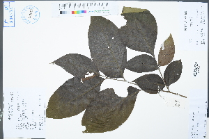  (Chukrasia - Ge02368)  @11 [ ] CreativeCommons  Attribution Non-Commercial Share-Alike  Unspecified Herbarium of South China Botanical Garden