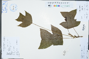  (Liriodendron - Ge02374)  @11 [ ] CreativeCommons  Attribution Non-Commercial Share-Alike  Unspecified Herbarium of South China Botanical Garden