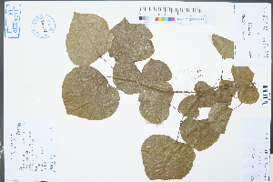  ( - Ge02376)  @11 [ ] CreativeCommons  Attribution Non-Commercial Share-Alike  Unspecified Herbarium of South China Botanical Garden